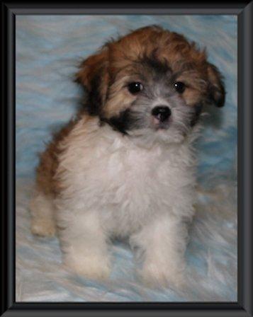 teddy bear zuchon puppies