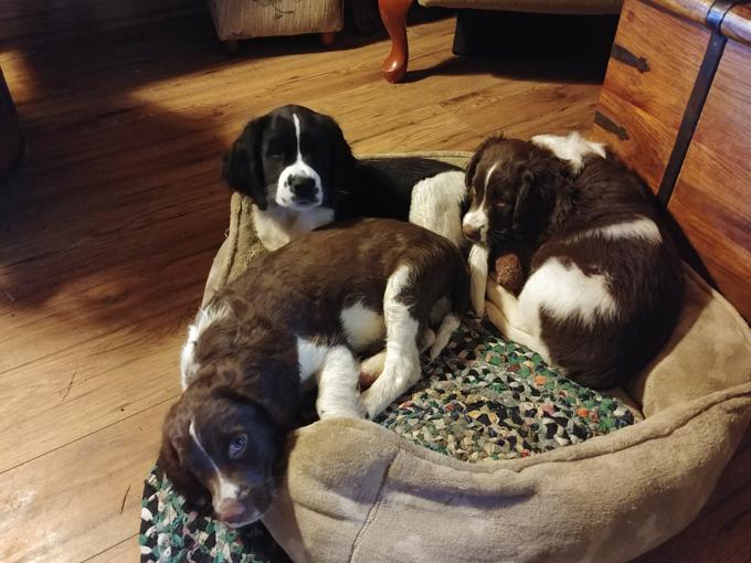 Springer Spaniel