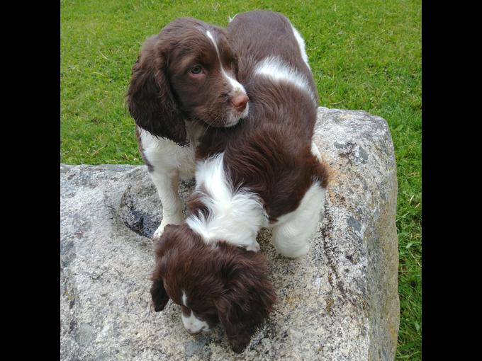 Springer Spaniel