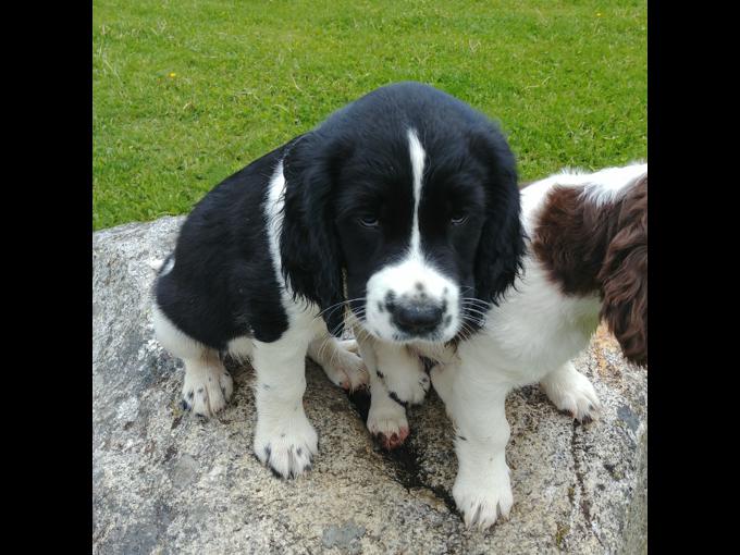 Springer Spaniel