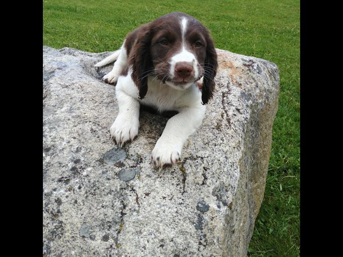 Springer Spaniel