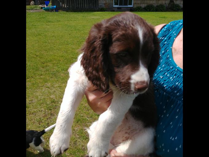 Springer Spaniel