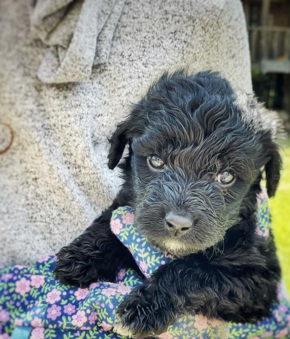 GOLDENDOODLE