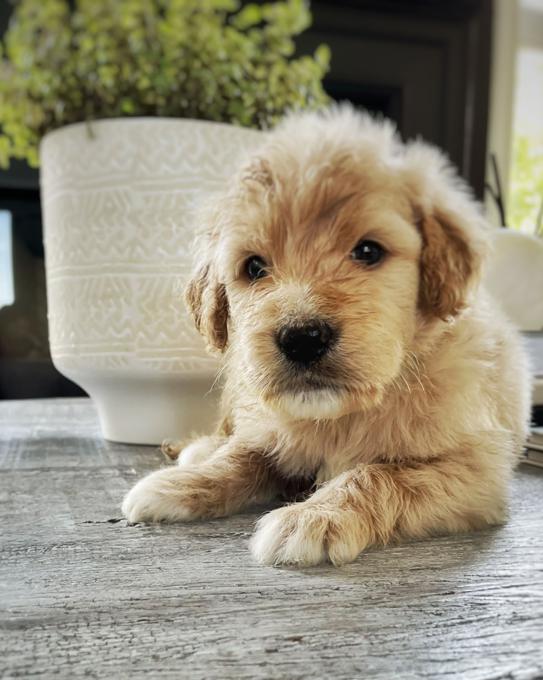 GOLDENDOODLE