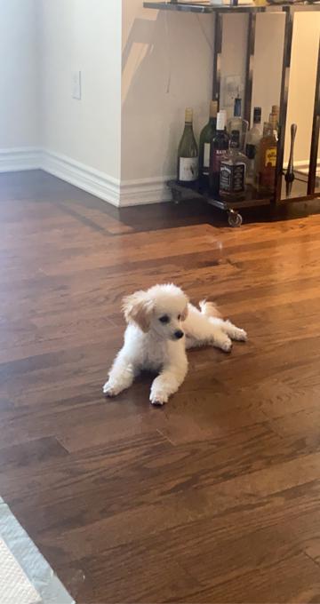 Toy poodle