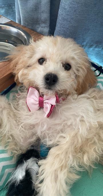 Toy poodle