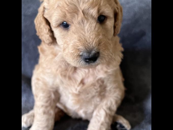 Golden Doodle