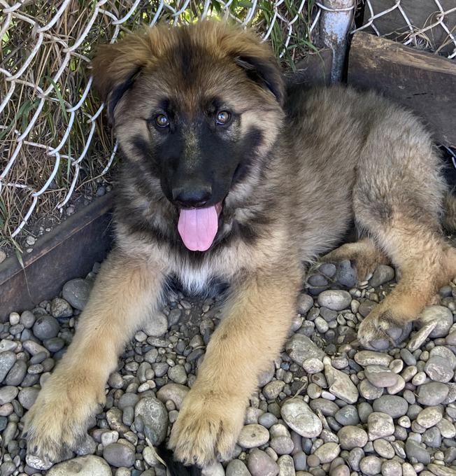 Long Coat German Shepherds