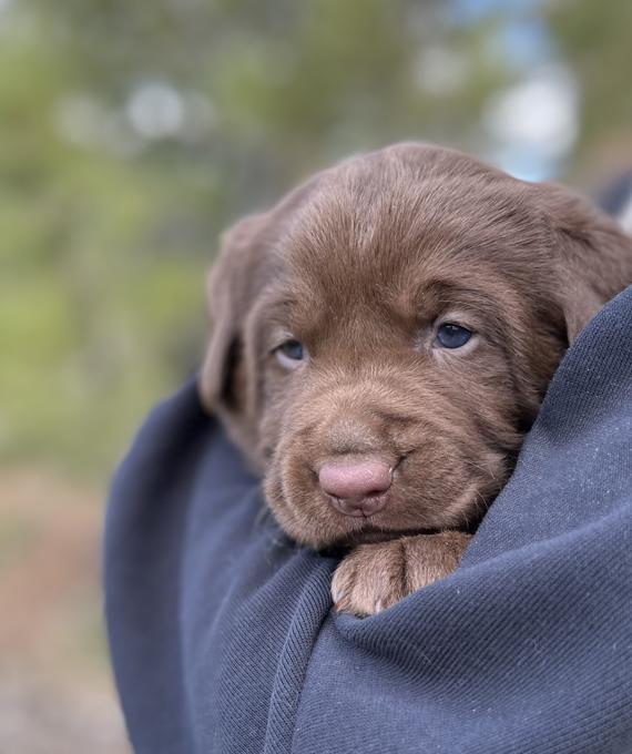 Labrador