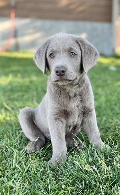Labrador