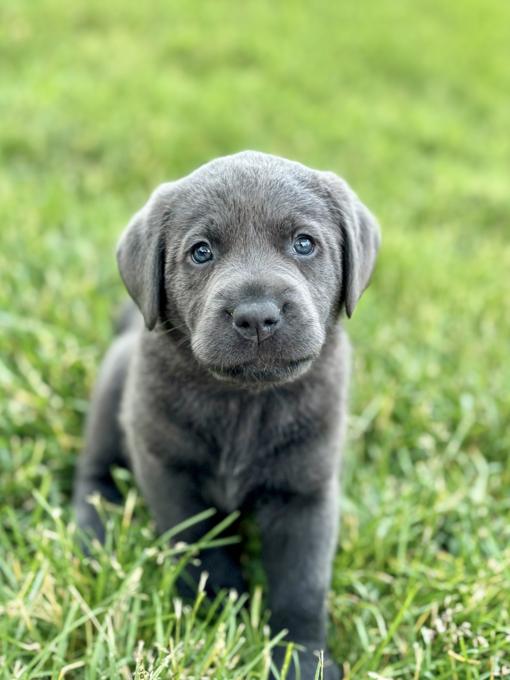 Labrador