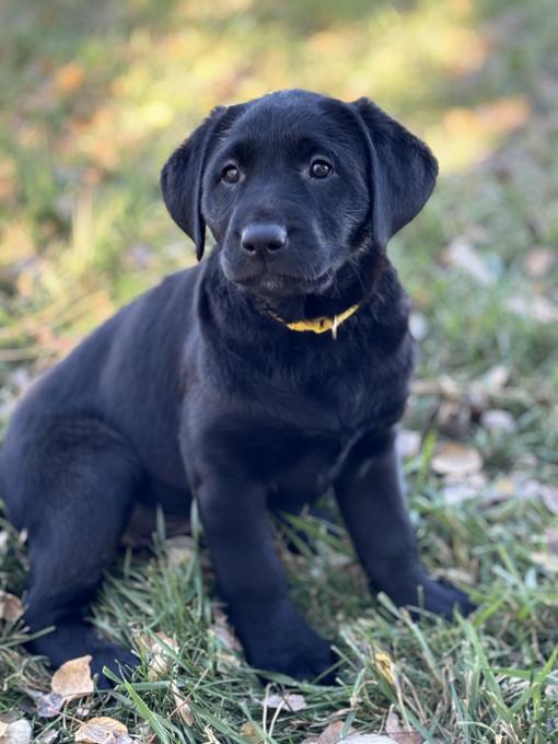 Labrador