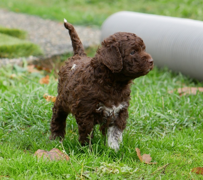 Lagotto Romagnolo