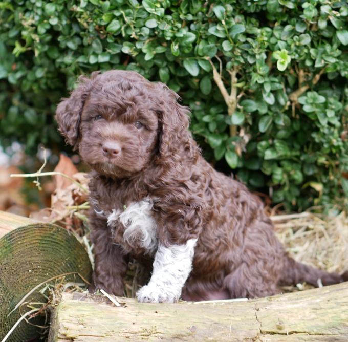 Lagotto Romagnolo