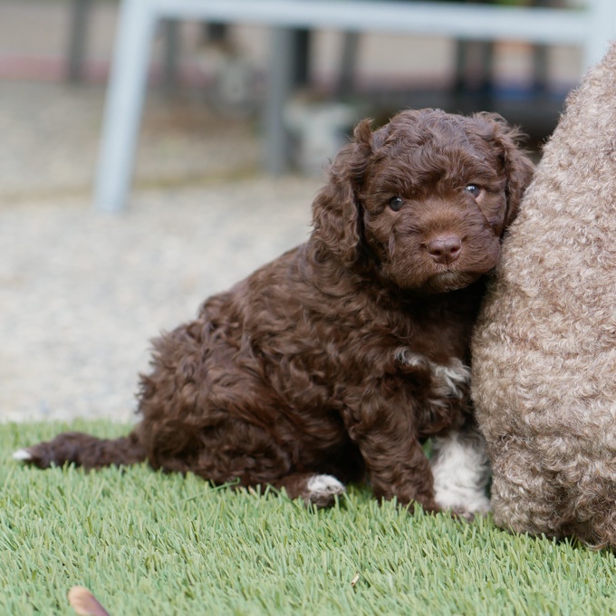 Lagotto Romagnolo