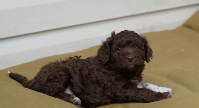 Lagotto Romagnolo