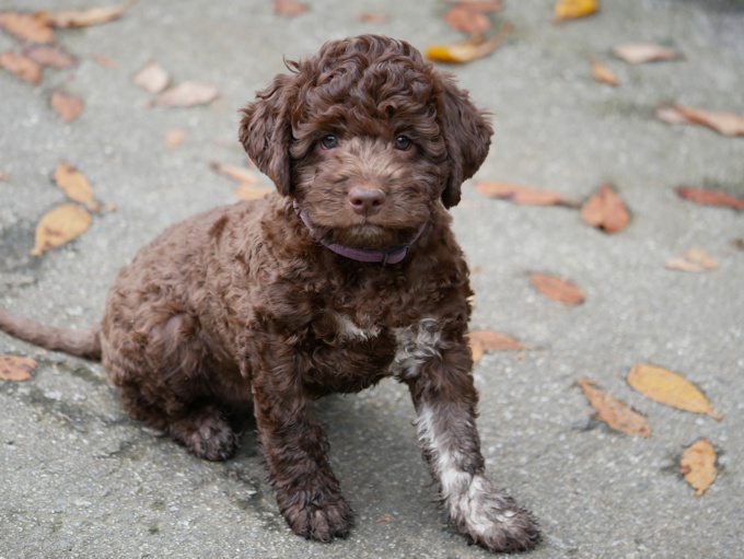 Lagotto Romagnolo