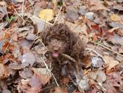 Lagotto Romagnolo
