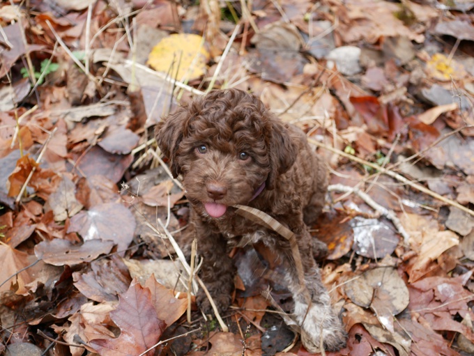 Lagotto Romagnolo