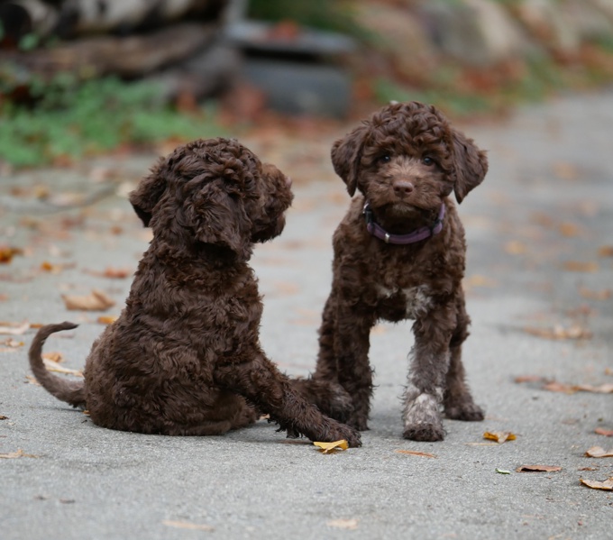 Lagotto Romagnolo