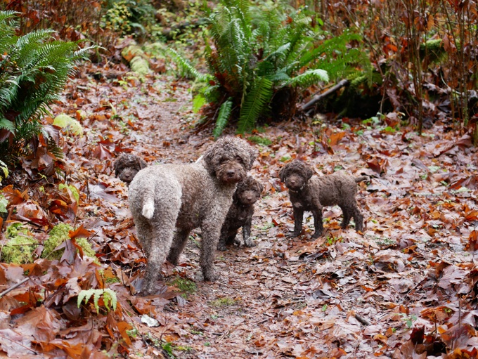 Lagotto Romagnolo