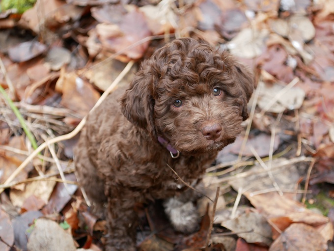 Lagotto Romagnolo