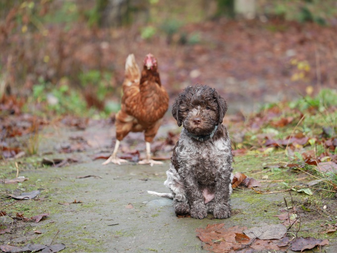 Lagotto Romagnolo