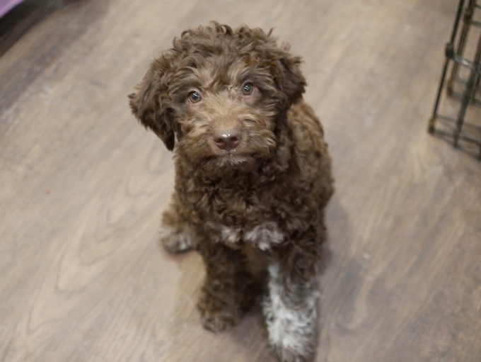 Lagotto Romagnolo