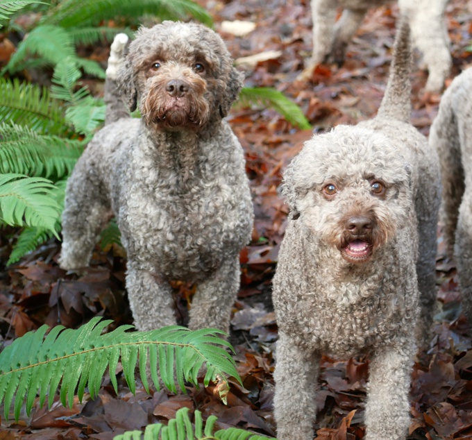 Lagotto Romagnolo