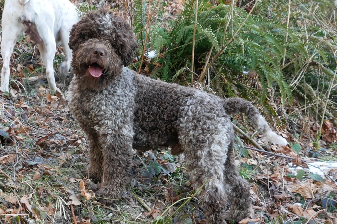 Lagotto Romagnolo