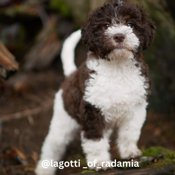 Lagotto Romagnolo
