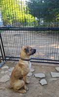 Cane Corso x Rednose APT