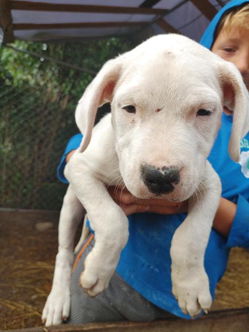 Dogo Argentino pups for sale