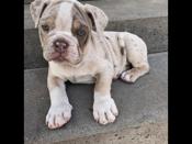 Olde English Bulldog