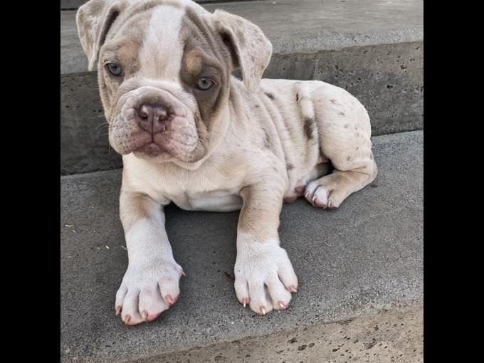 Olde English Bulldog