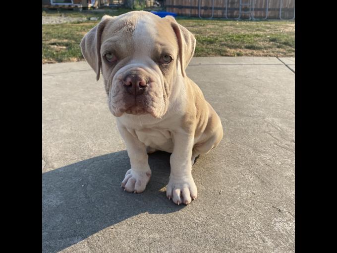 Olde English Bulldog