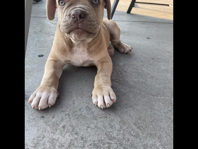 Olde English Bulldog