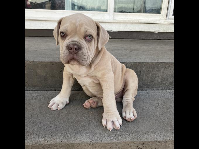 Olde English Bulldog