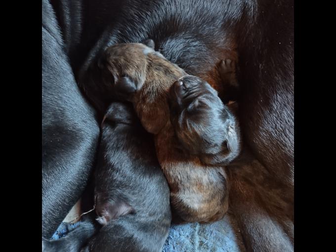 Cane corso