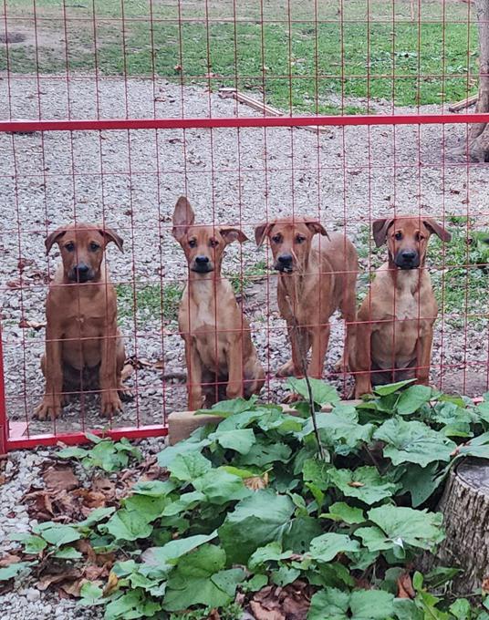 Belgin Malinois mix