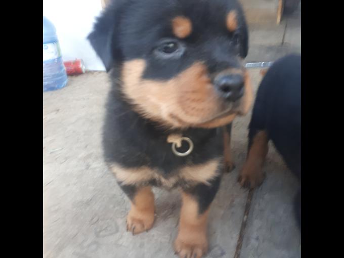 Rottweiler