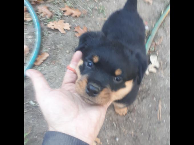 Rottweiler