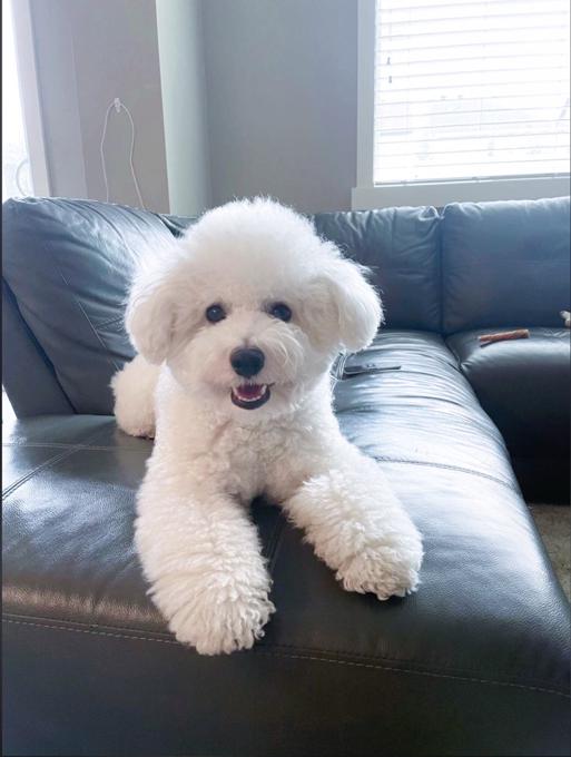 Bichonpoo