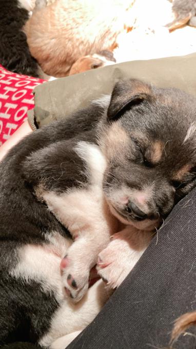 Anatolian shepherd, Bernese mountain dog, coonhound