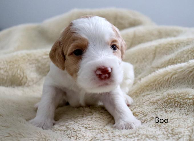 Australian Labradoodle