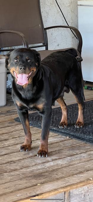 Rottweiler