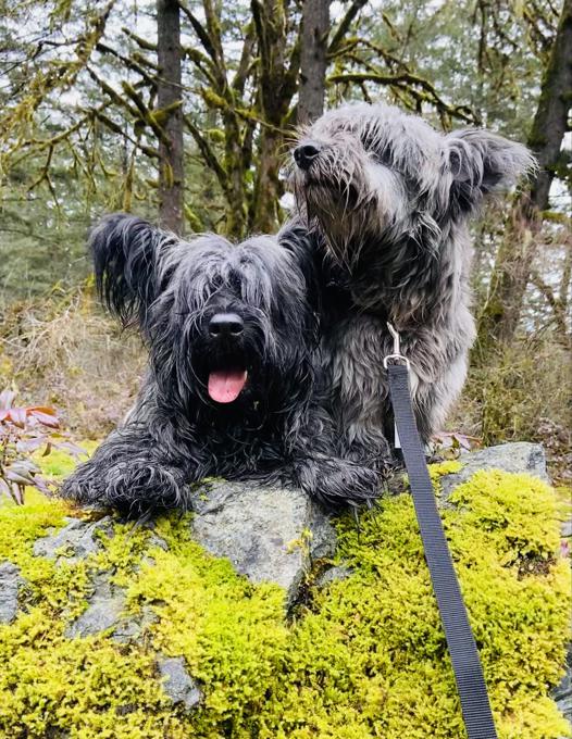 Skye terrier