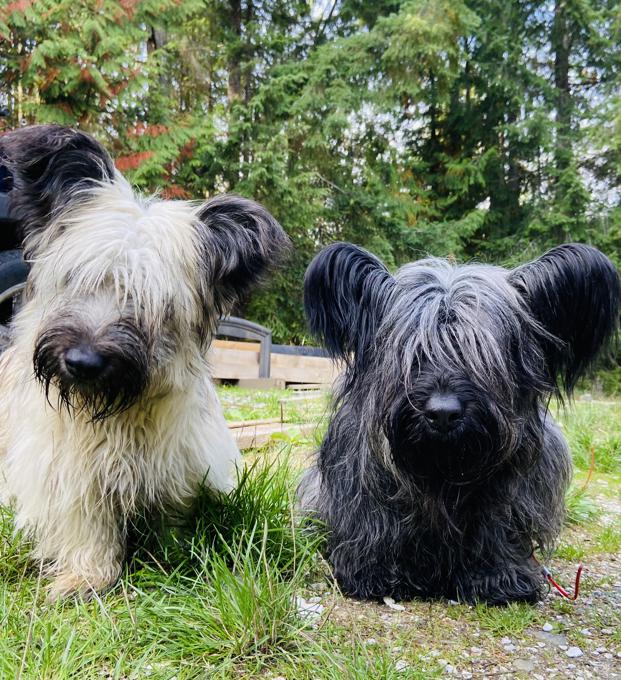 Skye terrier