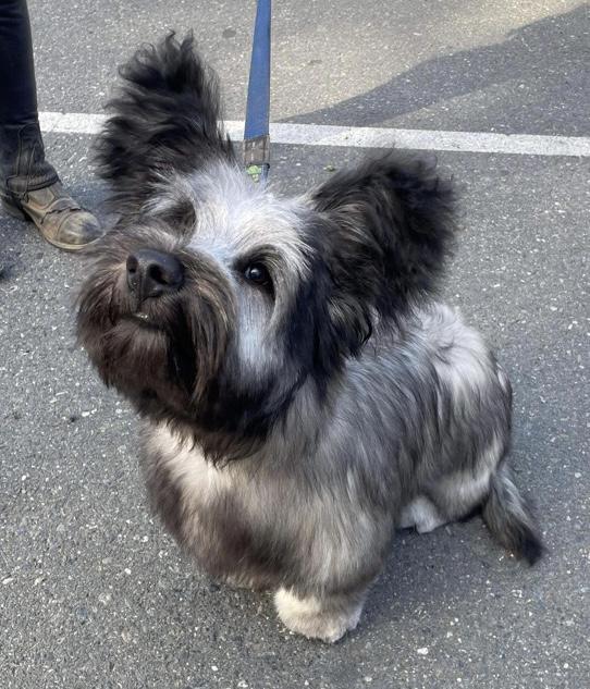 Skye terrier