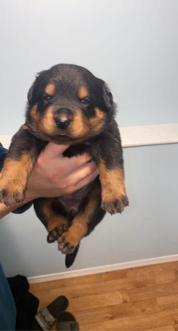 Rottweiler